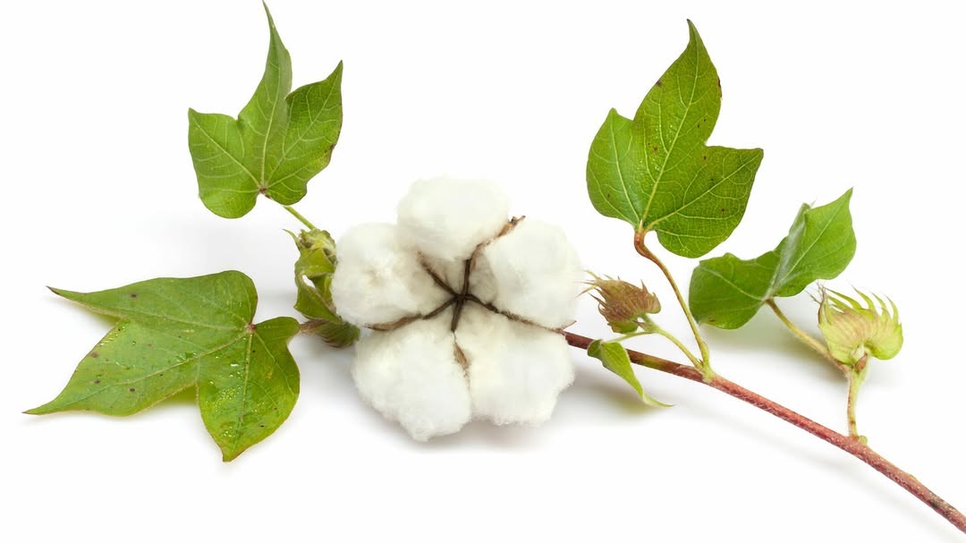 Baumwollblüte mit grünen Blättern und einem kleinen Knospenstängel.