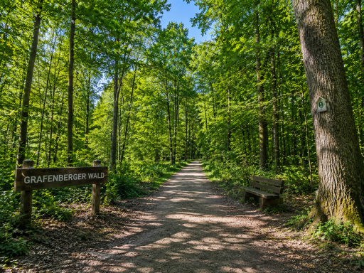 Ein schmaler Waldweg, umgeben von hohen Bäumen, mit einer Bank an der Seite.